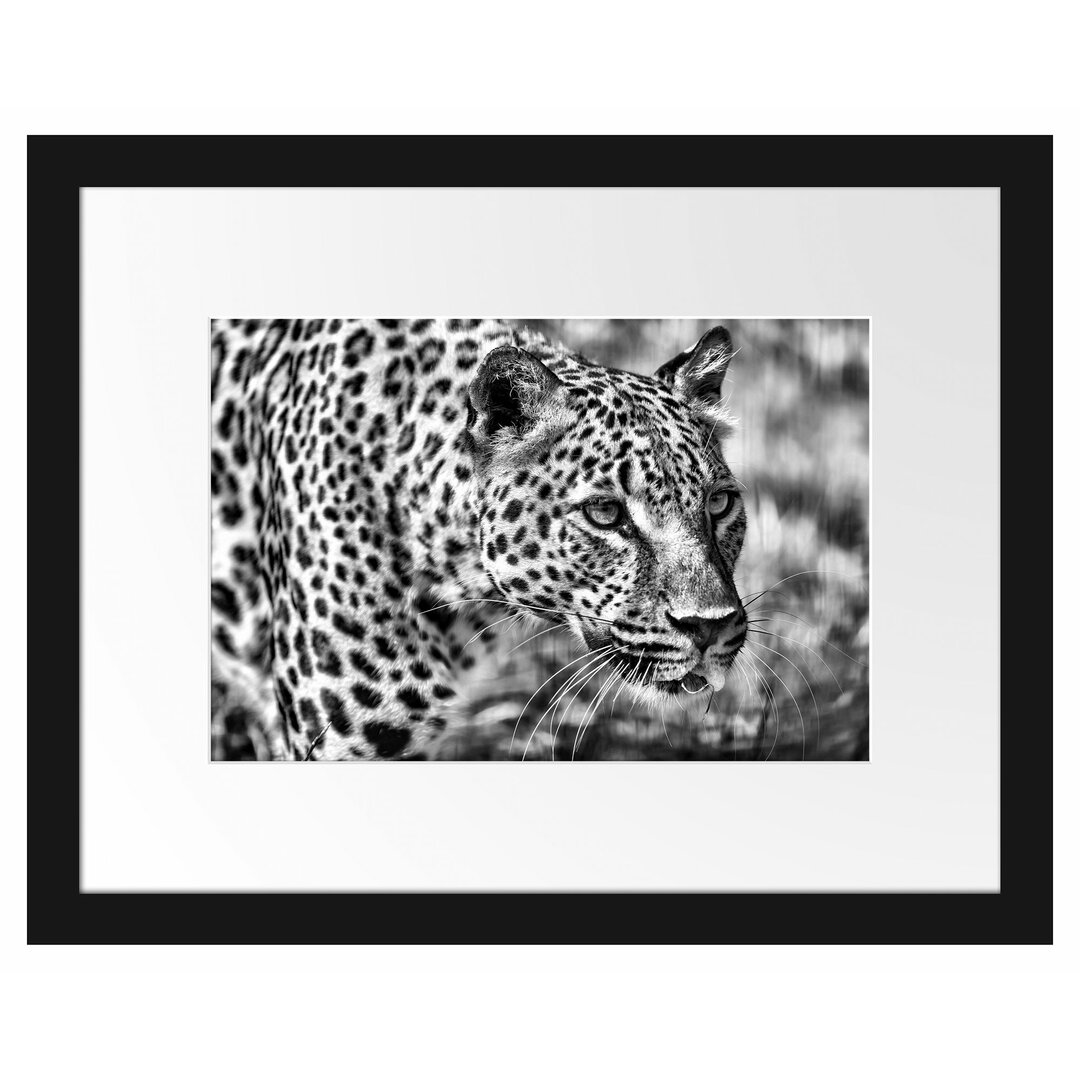 Gerahmtes Poster Schleichender Leopard