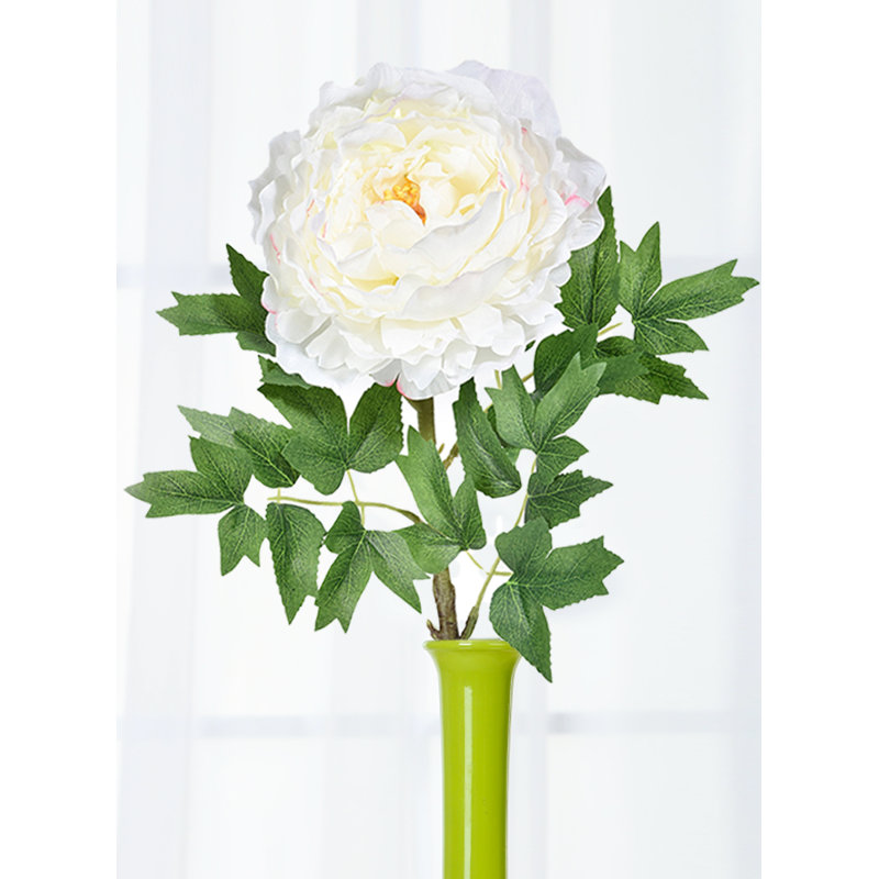 Tige de pivoine Primrue, paquet de 12, Blanc