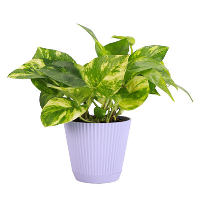 Thorsen's Greenhouse Live Golden Pothos Plant in Ruffle Pot, 4-inch Diameter