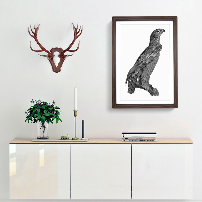 Spotted Eagle Illustration - Framed Print, 65cm H x 48cm W x 2cm D, Walnut Framed