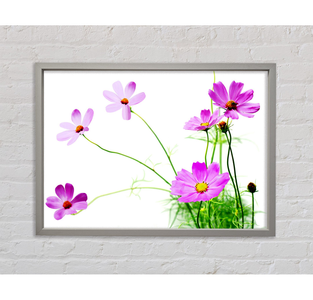 Pink Daisy Bloom - Einzelner Bilderrahmen Kunstdrucke auf Leinwand