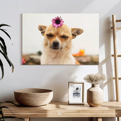 Fleur sur chihuahua