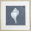 Shell On Slate IV Print by Meagher