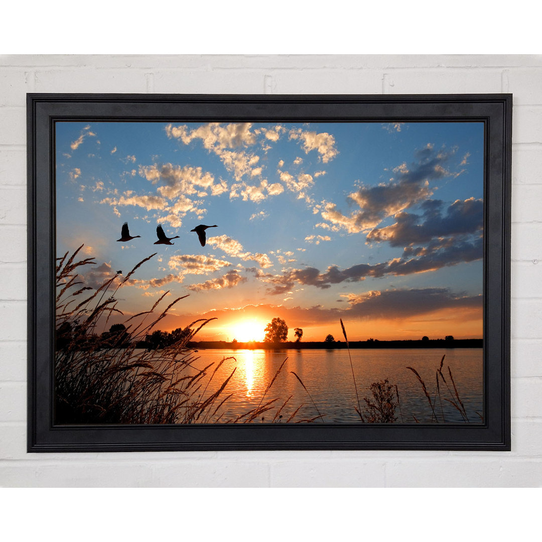 Gerahmter Fotodruck Swans Flying Over The Lake