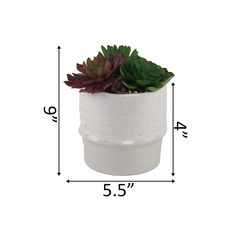 Succulent dans un pot de fleurs, Crème/beige