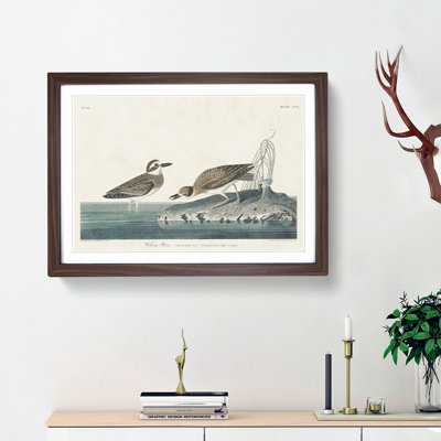 Wilsons Plover Birds by John James Audubon - Framed Print