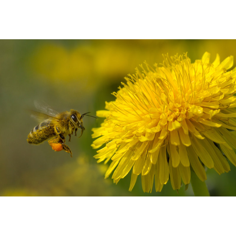 Avari Bee On A Dandelion - Wrapped Canvas Print, 30cm H x 46cm W x 3.8cm D