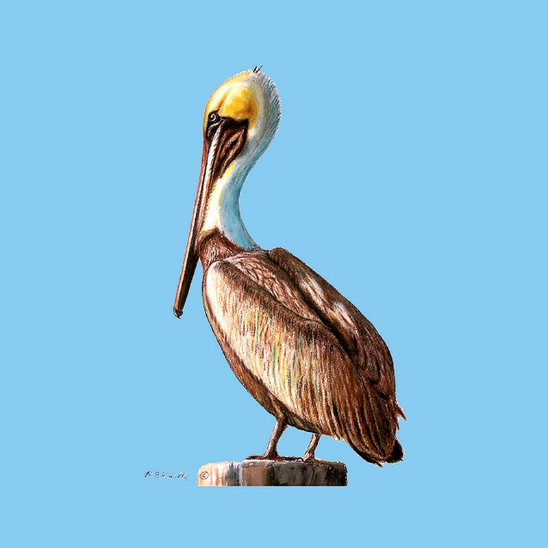 Pélican Coaster