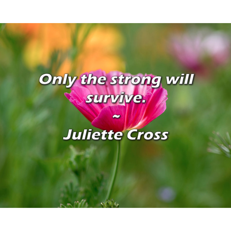 Citation artistique «Seuls les forts survivront». Toile tendue par Juliette Cross, H 13 po x l 18 po