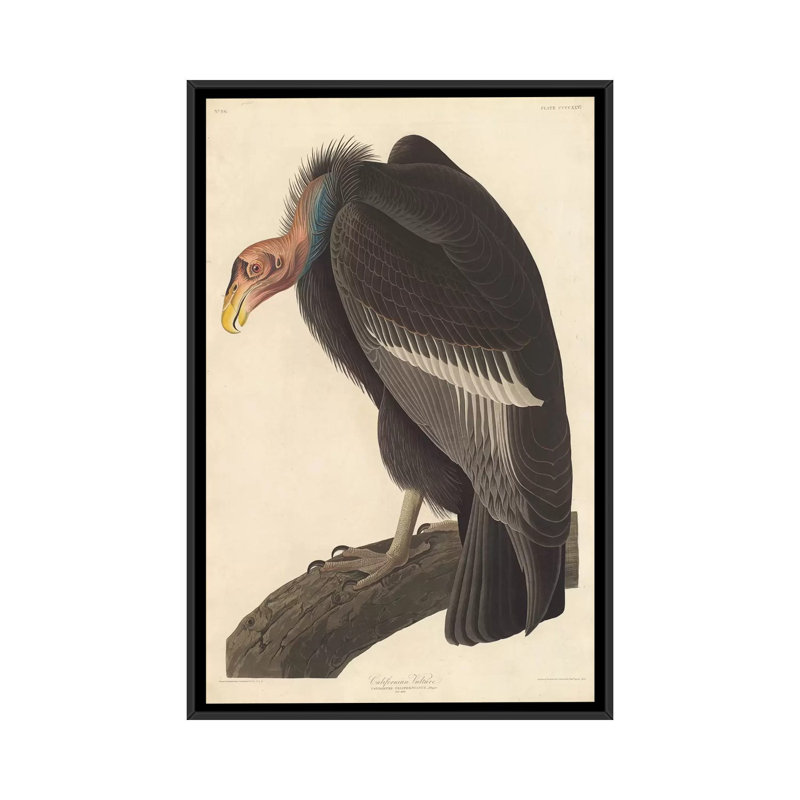 « californian vulture », impression sur toile, H 26 po x l 18 po x P 1,5 po, Toile avec cadre noir, Non mat