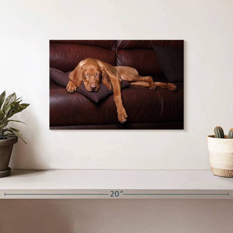 Brampt dormant chien Vizla, H 8 po x l 12 po