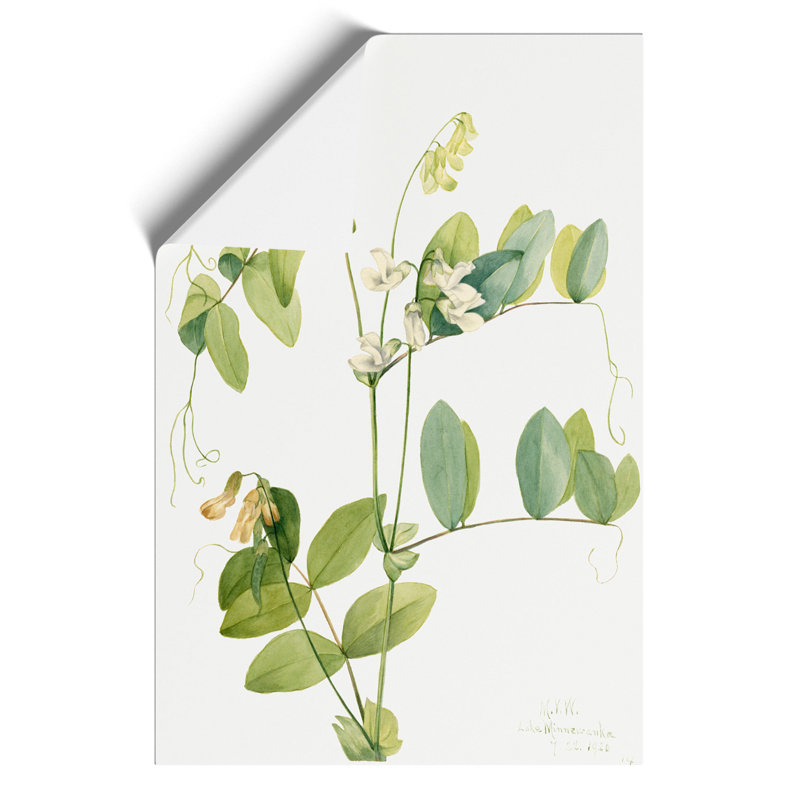 White Pea by Mary Vaux Walcott - No Frame Painting, 42cm H x 30cm W x 0.1cm D