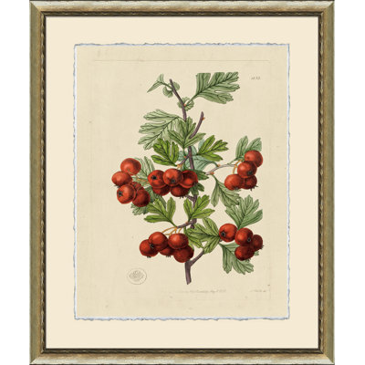 Wilts Red Berries IV Print