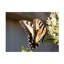 Art sur toile Leslie Montgomery-373623343