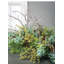 Plante de feuillage Leatham Douglas