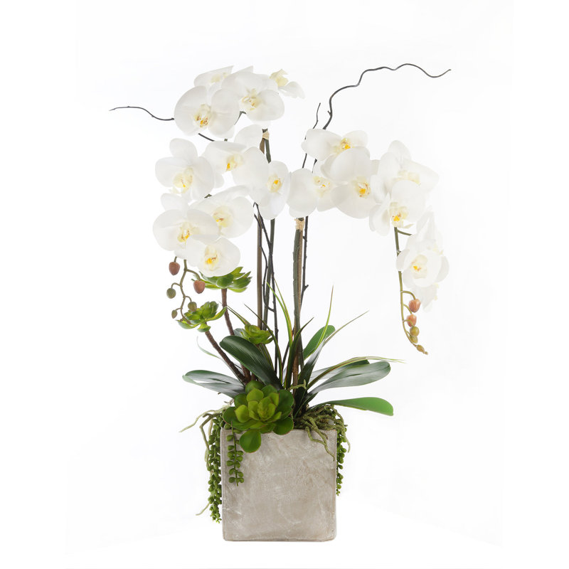 Orchid Arrangement in Pot