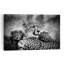 Cheetah Mother And Cubs Serene Contemporary Cat Animal Nature Wall Art Print 1 Piece Wrapped Canvas Wall Art-247704257