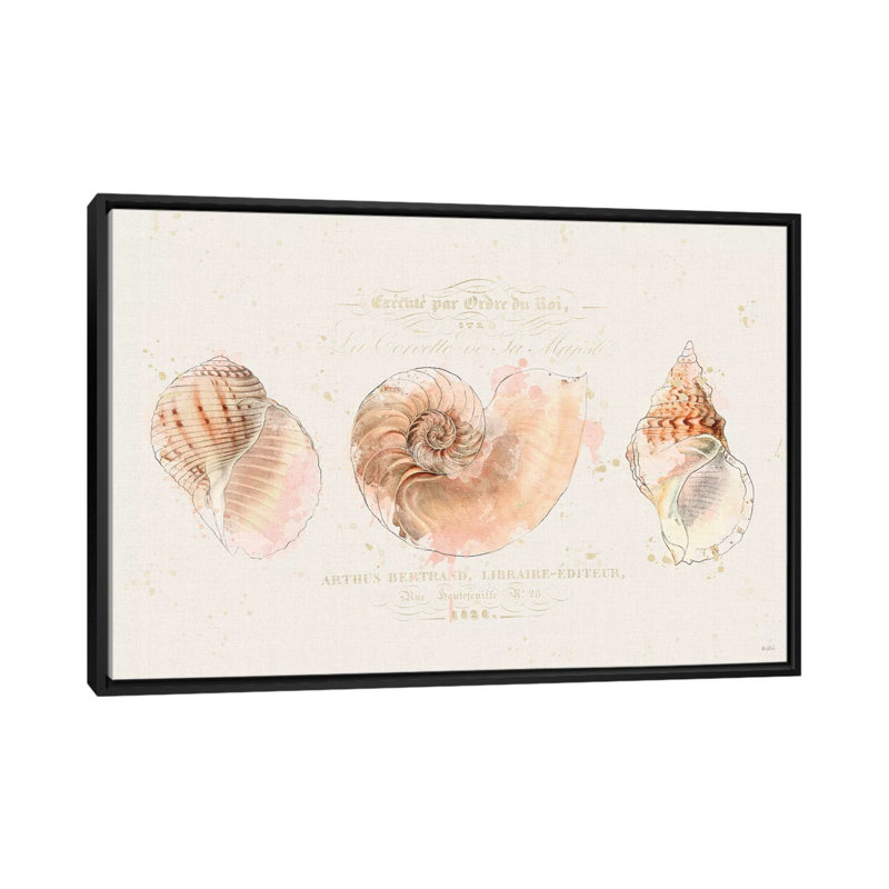 «Shell Collector I», reproduction d'impression sur toile tendue, H 18 po x l 26 po x P 1,5 po, Toile avec cadre noir