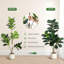 Plant-96273164