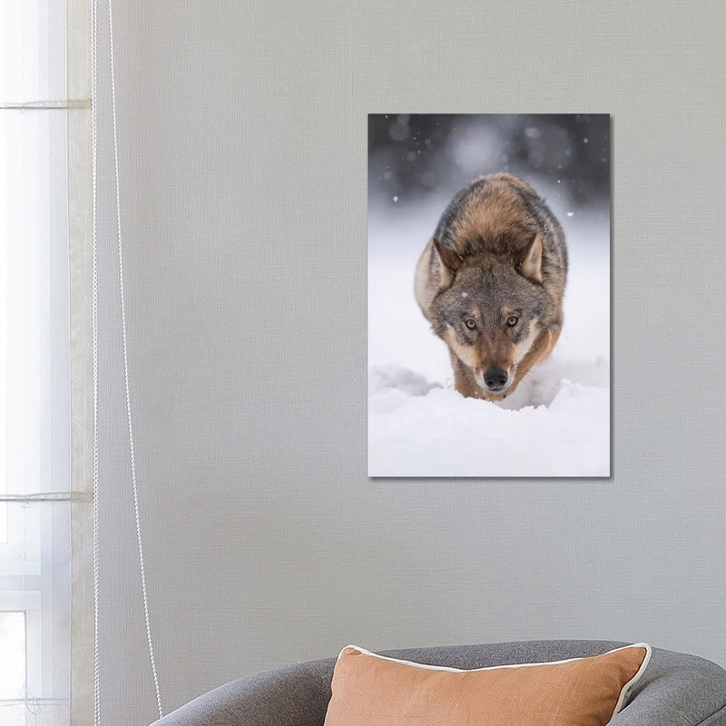 Wolf Hunting In The Snow by Dick Van Duijn - Wrapped Canvas Print, 66.04 cm H x 45.72 cm W x 3.175 cm D