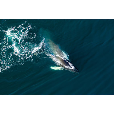 Humpback Whale, Iceland by Kesu01 - Wrapped Canvas Print
