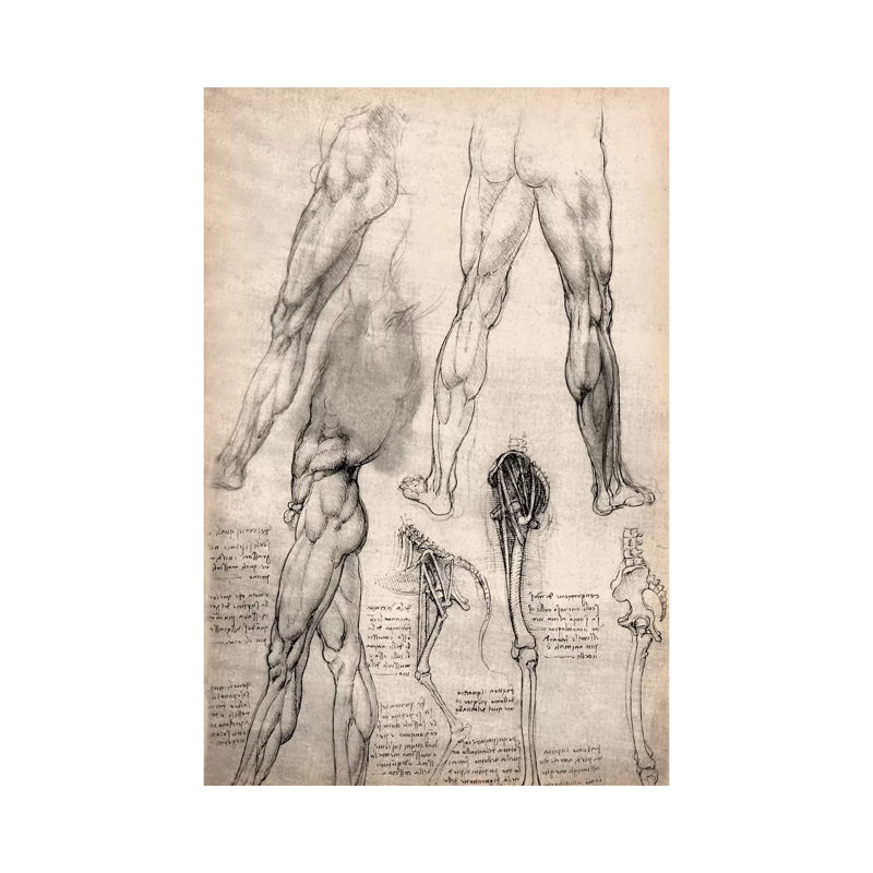 Sketchbook Studies Of Human Legs by Leonardo Da Vinci - Wrapped Canvas Print, 101.6 cm H x 66.04 cm W x 1.91 cm D