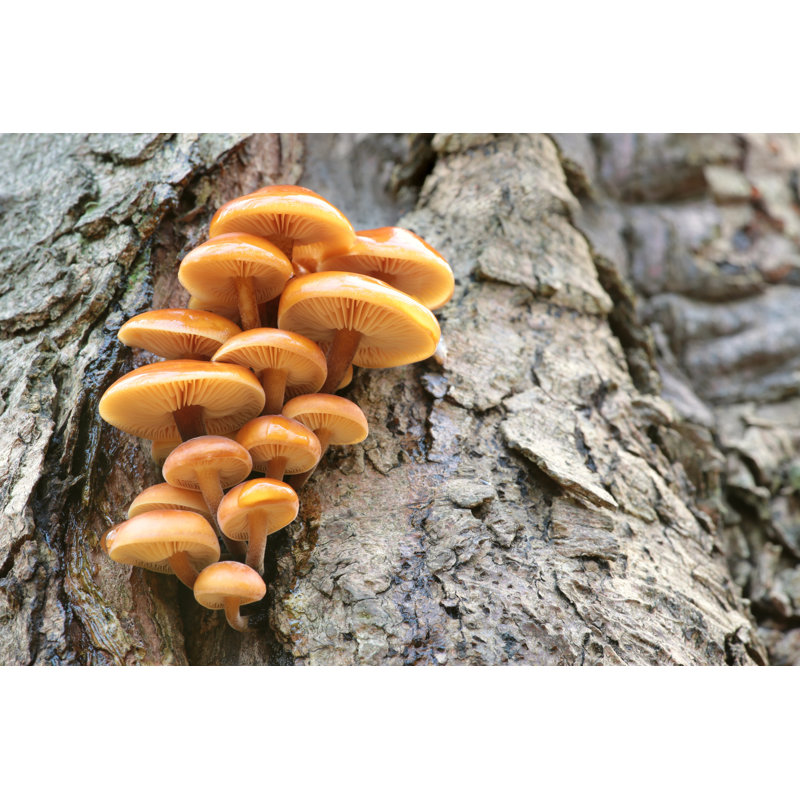 Mushrooms On A Tree Trunk - Wrapped Canvas Print, 30cm H x 46cm W x 3.8cm D