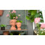 Pot à fleurs statue 100% ciment Louque