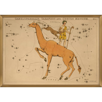 Camelopardalis Print by Grand Archives