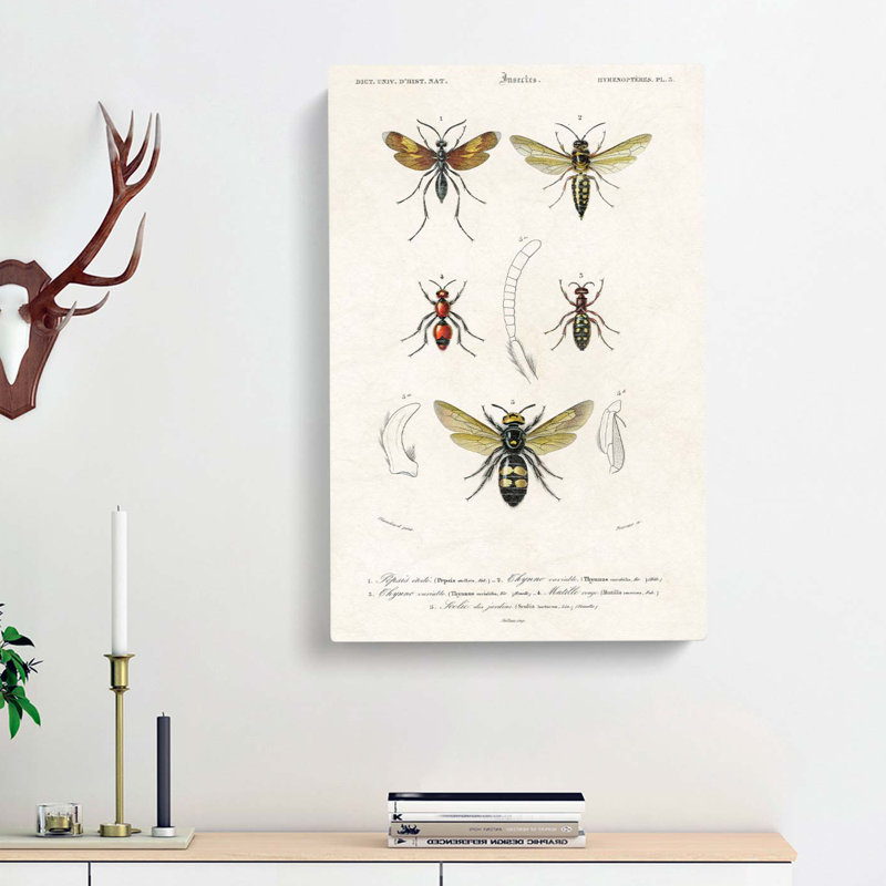 Insect Illustrations PL. 5 by Charles D Orbigny - Wrapped Canvas, 60cm H x 40cm W x 3cm D