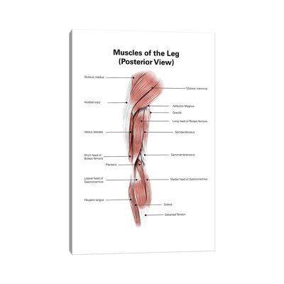" Digital Illustration Of The Posterior Muscles Of The Leg " by Alan Gesek