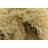 Mosser Ivory Rug