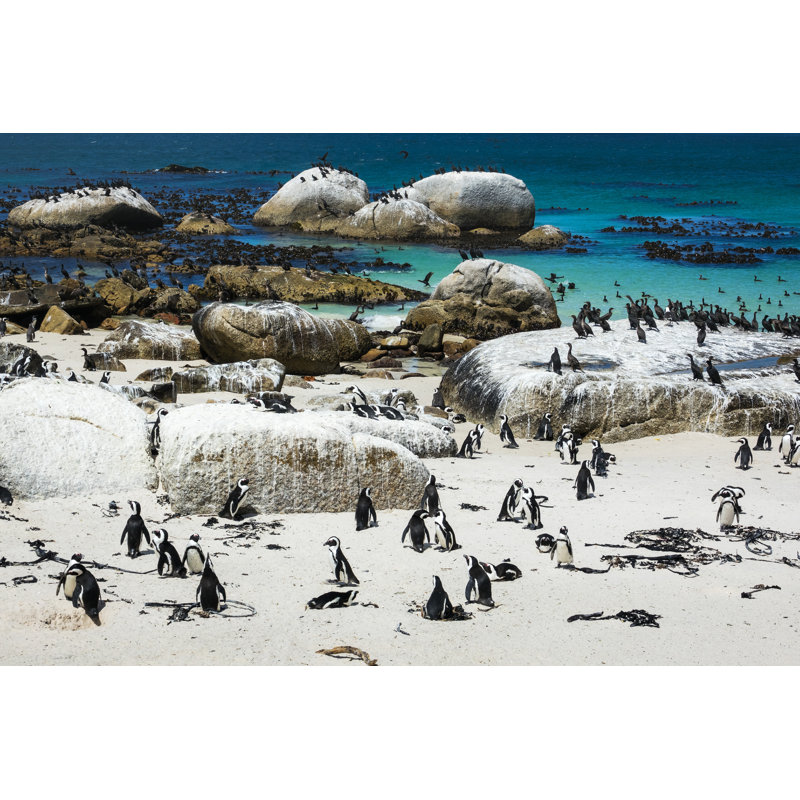 «African Penguins» par Annabreit - Photographie sur toile tendue, H 8 po x l 12 po