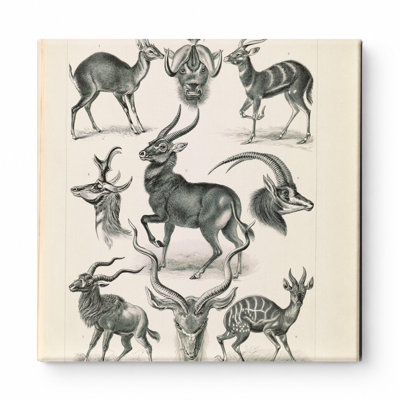 Antilopina. – Antilopen (Kunstformen der Natur, 1904) — Square Canvas Wall Art