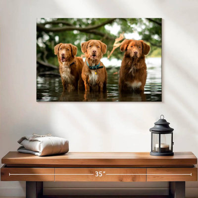 Brampt Tollers In The Water