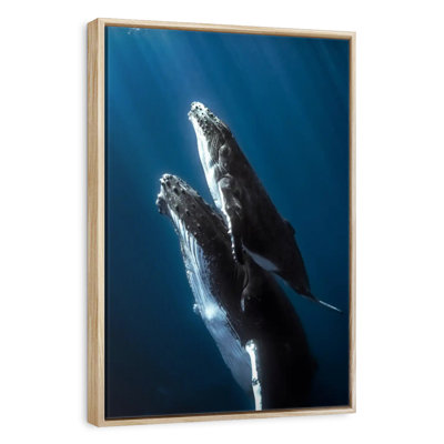 Baleine à bosse et son veau