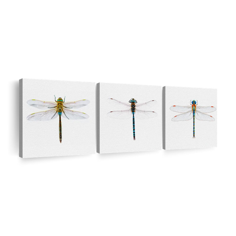 Libellules, reproduction sur toile, H 15 po x l 47 po x P 1,25 po