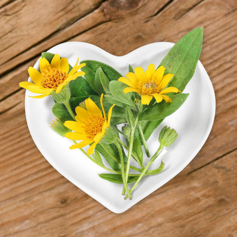 Arnica by Marina Lohrbach - Wrapped Canvas Print, 30cm H x 30cm W