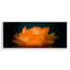 Giclée encadrée de lotus orange brillant, design par Phillip Flowers-761355911-761355898