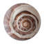 Sea Shell Print-24078330