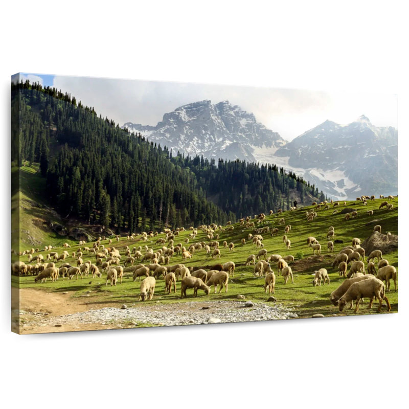 Mouton de la vallée du Cachemire, H 32 po x l 48 po