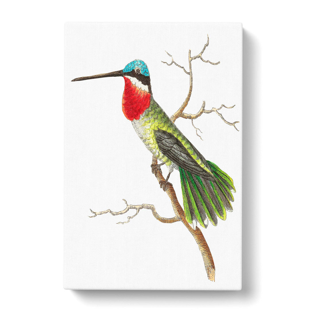 Stripe-Cheeked Hummingbird by George Shaw - Wrapped Canvas