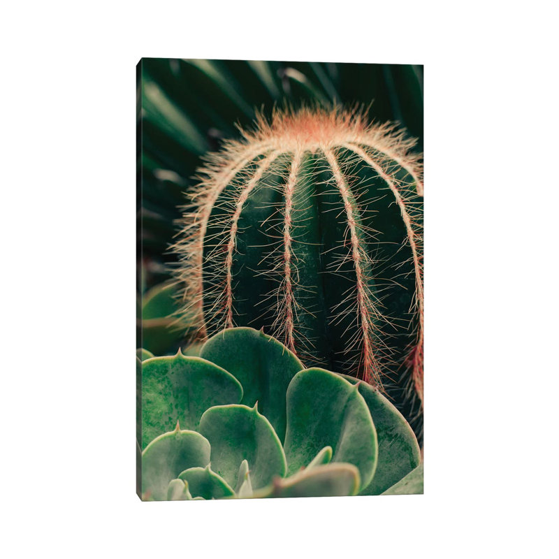 Cactus And Succulent - Wrapped Canvas Gallery-Wrapped Canvas Giclée, 20.32 cm H x 30.48 cm W