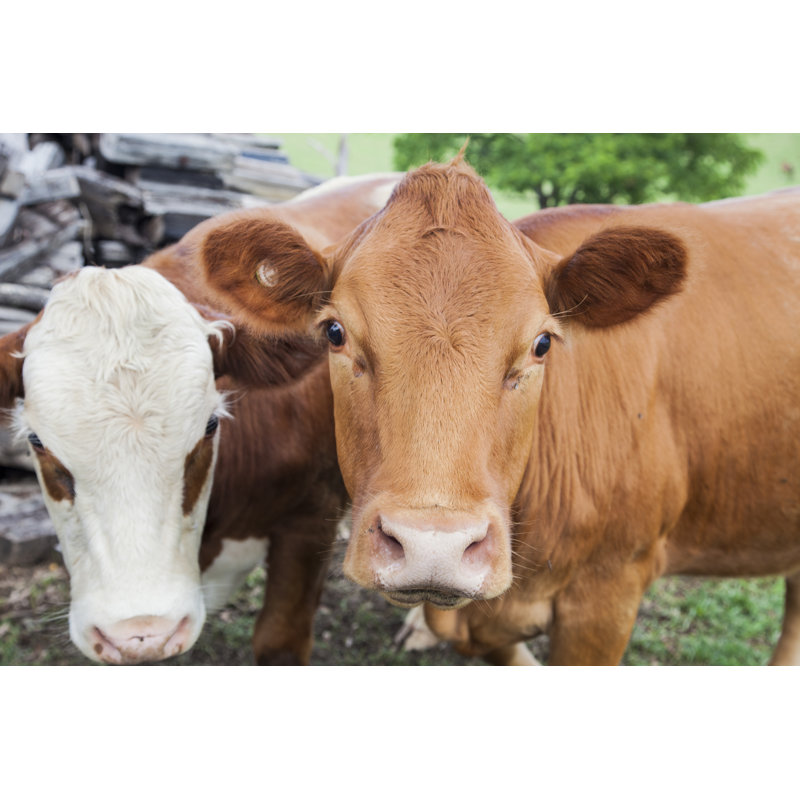 Deux vaches par Tibertic - Photographie sur toile tendue, L 12 po x H 8 po