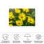 «Yellow Field» par Harri Aho-2029623031