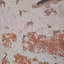 Rouleaux de papier peint moderne, moderne, rouge, blanc, faux brique rustique