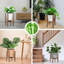 Cameca Plant Stand