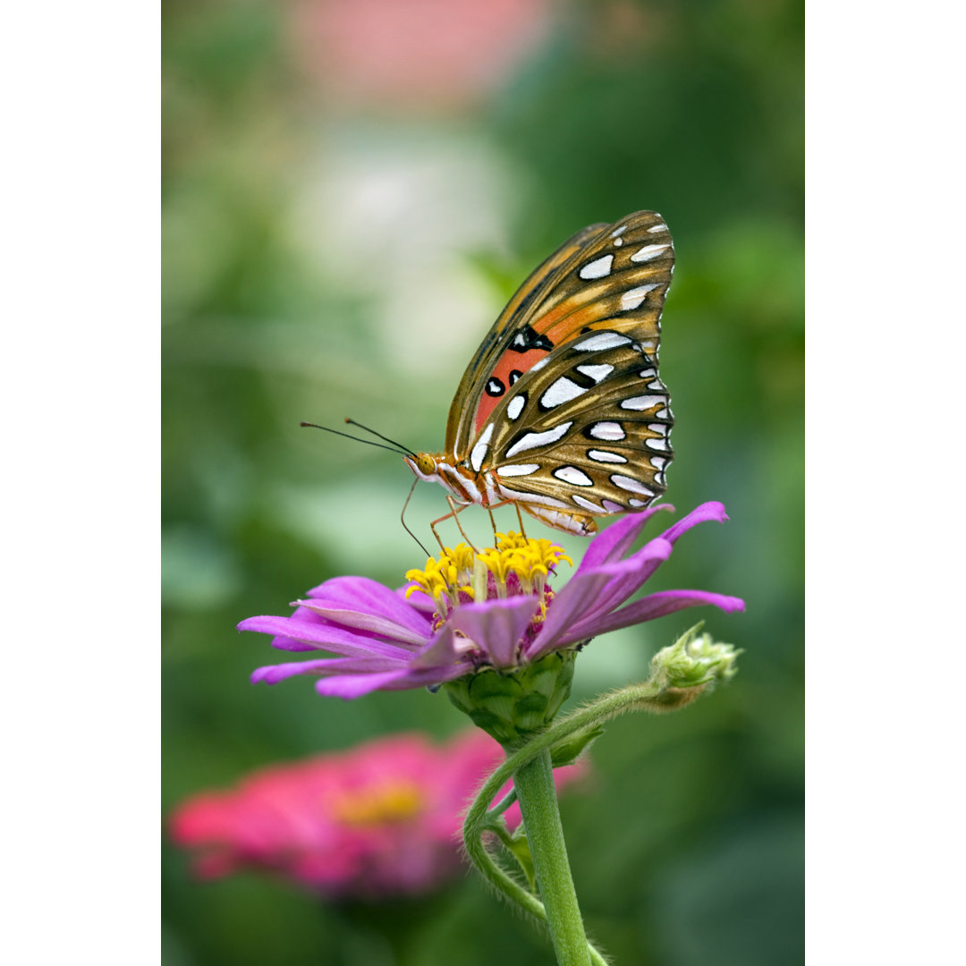 Monarch Schmetterling von JudyKennamer - Leinwandbild