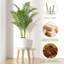Paquet de 3 supports à plantes d'intérieur en bois-1064929917