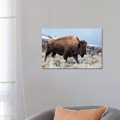 États-Unis, Wyoming, parc national de Yellowstone. Bison marchant à travers la sauge et le terrain rocheux. par Ellen Goff - Photographie sur toile tendue